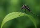 Ázsiai tigrisszúnyog (Aedes albopictus) zöld levélen, természetes környezetben – invazív szúnyog Magyarországon.