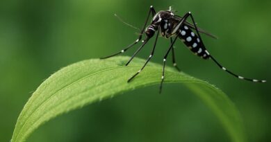 Ázsiai tigrisszúnyog (Aedes albopictus) zöld levélen, természetes környezetben – invazív szúnyog Magyarországon.