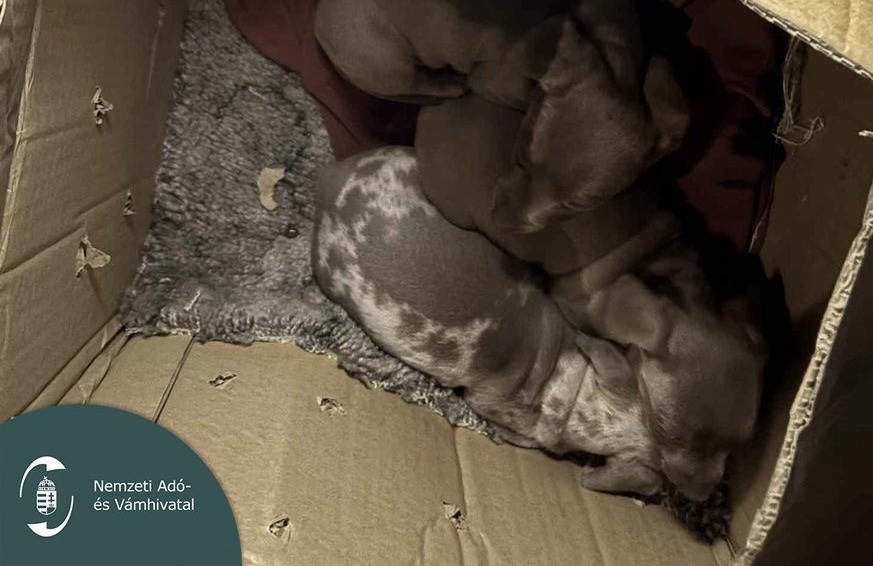 Hét kölyökkutya két kartondobozban egy bolgár kisbusz rakterében, NAV-ellenőrzés során Szolnoknál