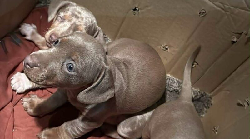 Fiatal, jelöletlen kölyökkutyák kartondobozban, illegális szállítás közben