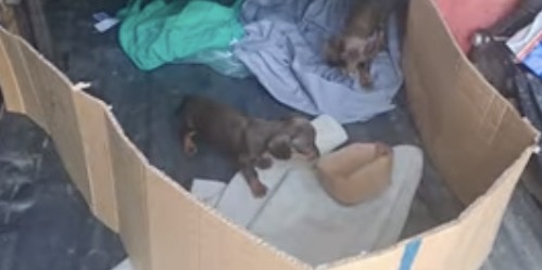 Fiatal tacskókölykök egy kartonból kialakított rekeszben egy illegális állatszállítás során