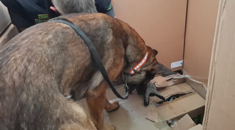 Toto, a NAV szolgálati kutyája cigarettát keres egy kartondobozokkal teli raktérben.