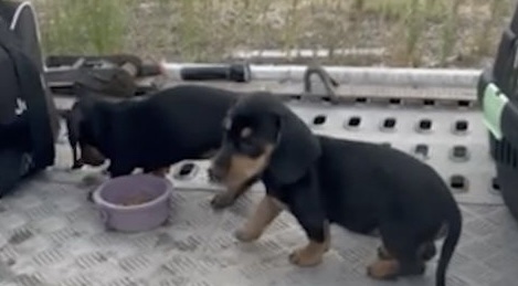 Tacskó kölyökkutyák a furgonból kiemelve a NAV ellenőrzése után