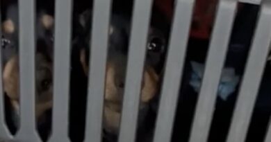 Tacskó kölyökkutyák a furgonban talált állatszállító boxban
