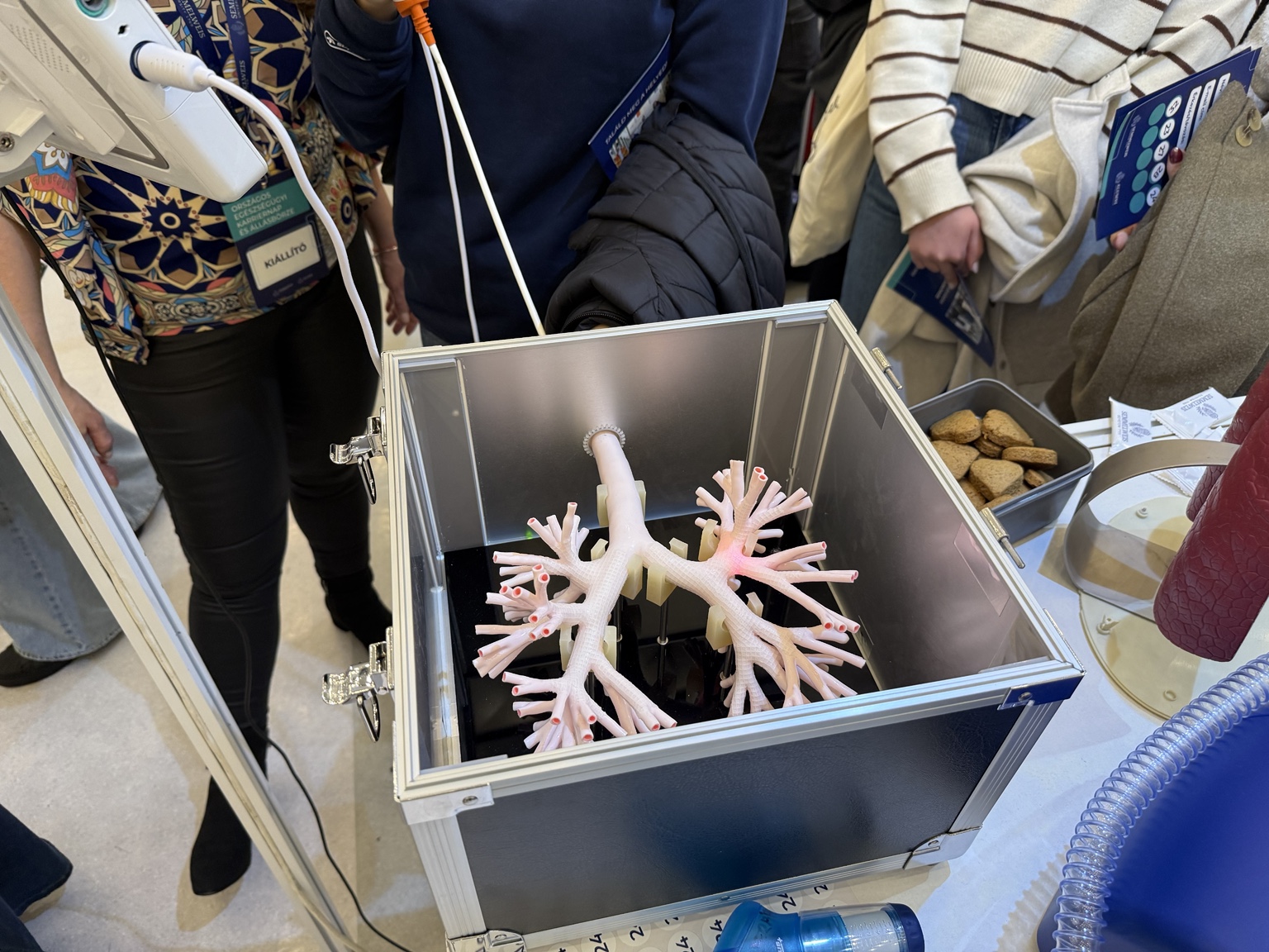 Az emberi légutak és hörgők elágazásait bemutató anatómiai modell a Semmelweis Egyetem Intenzív Terápiás Klinikájának kiállításán.
